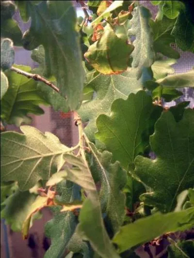 Quelle est sa particularit ?