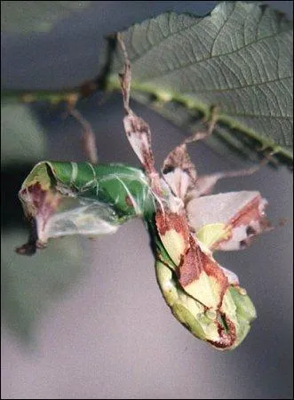 Son mimtisme est sa ...