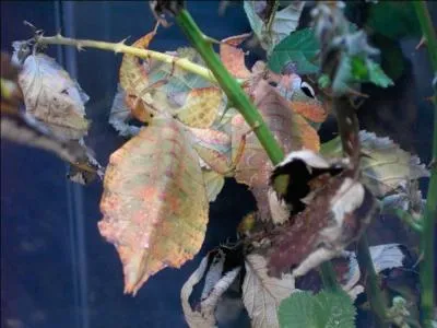 Que se passe-t-il si on la touche ?