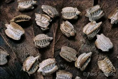 Ses ufs ont-ils dj cet art du camouflage ?