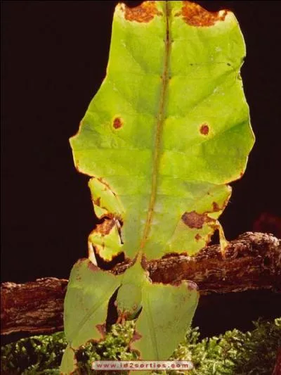 Sont-ils comme des adultes lors de l'closion ?