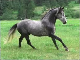Comment ce nomme la race de ce cheval ?