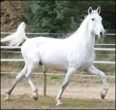 Quelle est la race de ce cheval ?