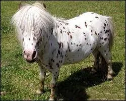 Comment ce nomme ce poney ?
