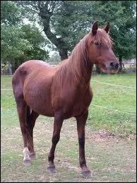 Quel est ce cheval ?