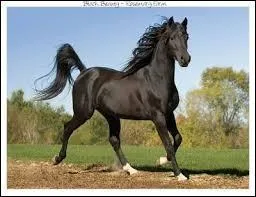 Quelle est sa race ?