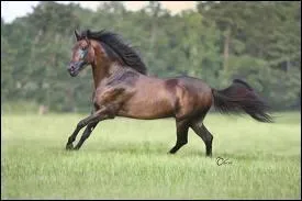 Comment ce nomme sa race ?