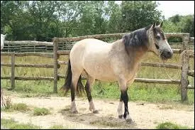 Ce cheval est un andalou