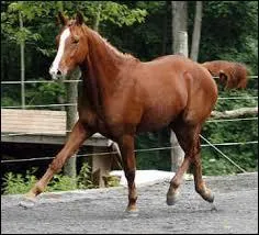 Ce cheval est un akhal técké