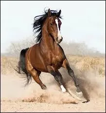 Ce cheval est un quarter horse