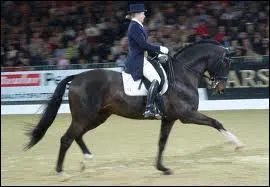 Ce cheval est trakehner