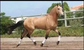 Ce cheval est un lusitanien
