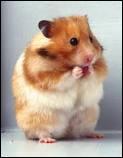 Combien de temps vit un hamster au minimum ?