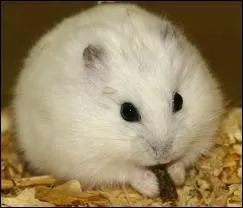 Quelle est la couleur de ce hamster ?