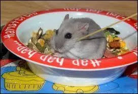 Que mange un hamster ?
