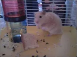 O vit un hamster ?