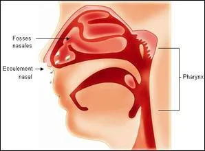 Combien avon-nous de sinus ?