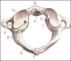Il y a 2 trous de chaque ct de la vertbre atlas, premire vertbre cervicale. Ces trous permettent ...