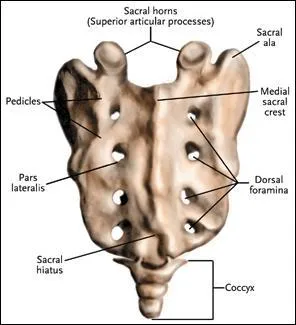 Le sacrum, situ  l'arrire du bassin est form de combien de vertbres soudes ?