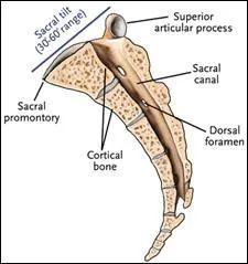 Le coccyx rsulte de la soudure de 4  6 vertbres atrophies.