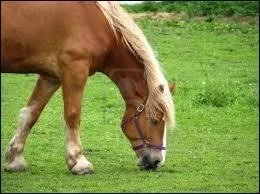 Que fait le cheval ?