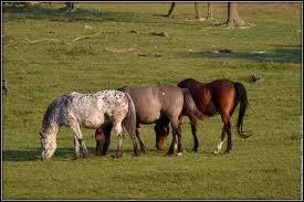 Quelles sont les couleurs de ces trois chevaux ?