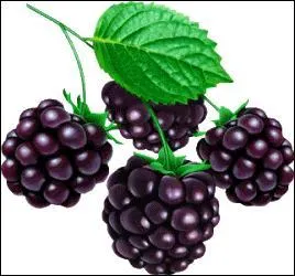 Le mot commence par : Ar ...