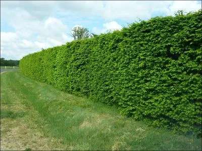 Le mot commence par : Ar...