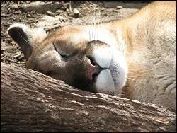 Quel est cet animal ?