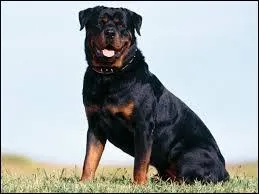 Quelle est la race de ce chien ?