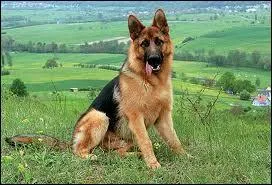 Quelle est la race de ce chien ?