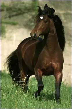 Quelle est la robe de ce cheval ?
