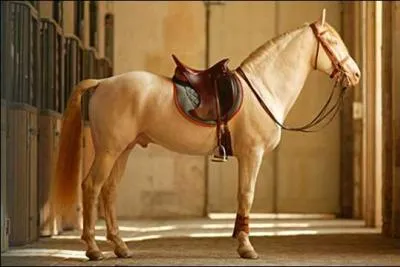 Quelle est la robe de ce cheval ?