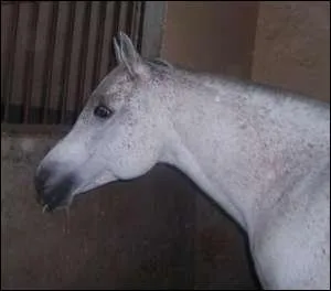 Quelle est la robe de ce cheval ?