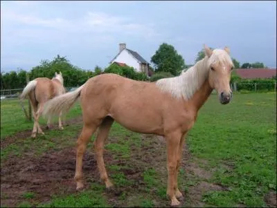 Quelle est la robe de ce cheval ?