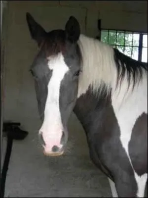 Quelle est la robe de ce cheval ?