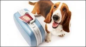 Il part en voyage d'affaires !  Le patron s'apprte  licencier 20 emplois.   est-elle une phrase correcte ?