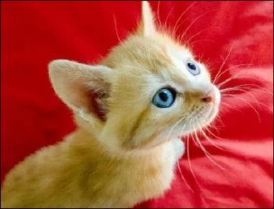 Quelqu'un, lors d'un expos, montre cette image. Il dit alors :