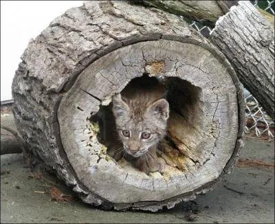 Quelle est sa rpartition ?