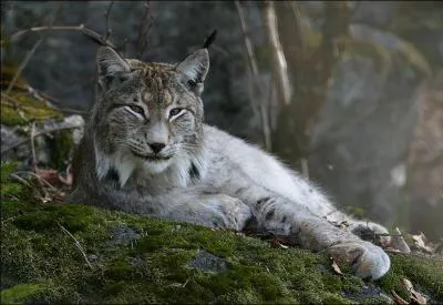 Pendant combien de temps peut-il vivre environ ?