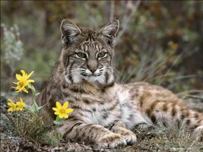 Le lynx est-il menac ?