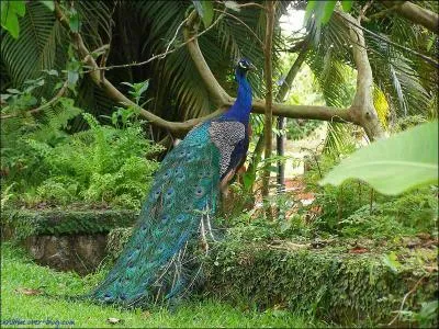 Le mot commence par : Ser ...