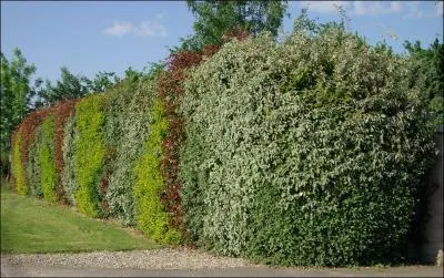 Le mot commence par : Ser ...