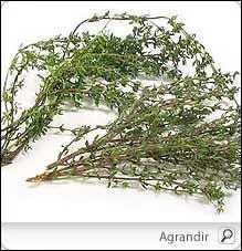 Le mot commence par : Ser ...