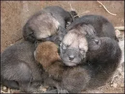 Les petits louvetaux naissent...