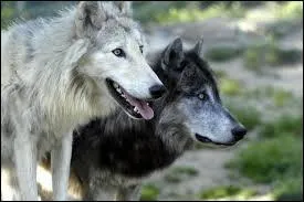 De quel sens le loup se sert-il le plus pour reprer ses proies ?