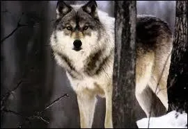 Les loups voient mieux que les hommes...