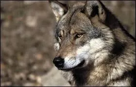 A combien de kilomtres les loups peuvent-ils entendre des sons ?