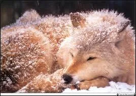 Quand le loup dort...