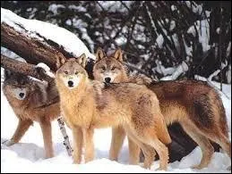 Comment appelle-t-on un groupe de loups ?